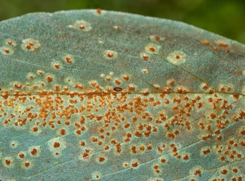 Rust Fungus 2